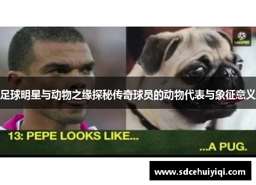 足球明星与动物之缘探秘传奇球员的动物代表与象征意义
